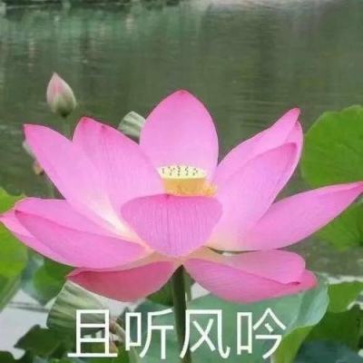 道友请留步bt版下载